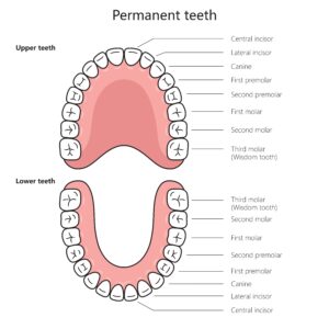 Upper and lower permanent teeth labeled with names