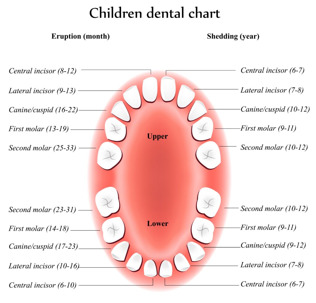 Oral Anatomy 101 