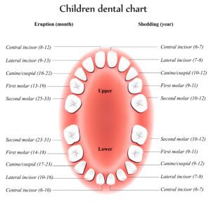Upper and lower children teeth labeled with names